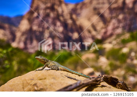 Desert Lizard on Sunlit Rock in Red Rock Canyon Ground Level Close Up 126915105