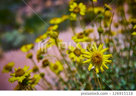 Yellow Wildflowers and Cactus in Desert Bloom Close Up Eye Level Perspective 126915118