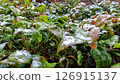 Snow, first snow, frost, sleet, hail, ornamental plants, plants, green, garden 126915137