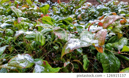 Snow, first snow, frost, sleet, hail, ornamental plants, plants, green, garden 126915137