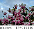 Magnolia flowers blooming towards the sky 126915140