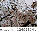 Sakura in full bloom that shines in the blue sky of spring 126915141