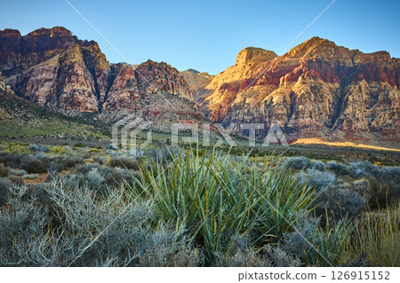Red Rock Canyon Sandstone Cliffs and Yucca at Golden Hour Low Angle View Red Rock Canyon Sandstone Cliffs and Yucca at Golden Hour Low Angle View 126915152