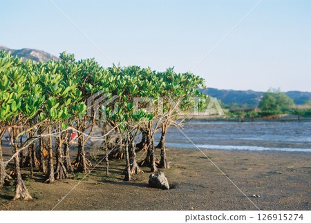 下白泥红树林 下白泥红树林 126915274