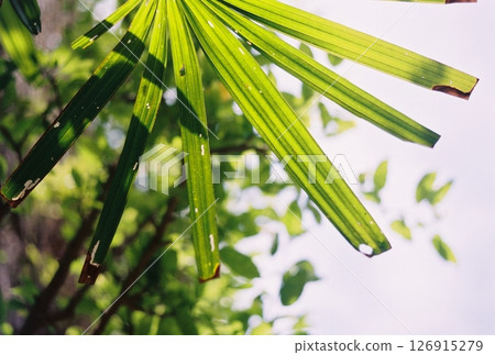 Still Life Plants Still Life Plants 126915279