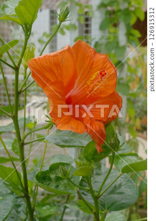 A red poppy flower and an orange flower bloom in the summer garden, showcasing their vibrant petals in natural beauty A red poppy flower and an orange flower bloom in the summer garden, showcasing their vibrant petals in natural beauty 126915312