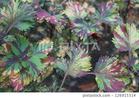 Green pine needles and cones detail the branch of a coniferous evergreen tree in a natural closeup 126915314