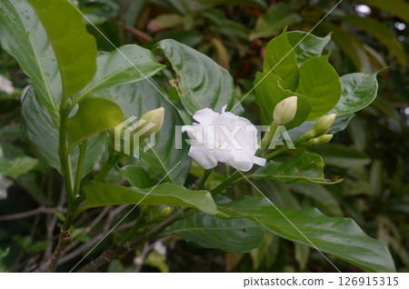 White flowers blooming in nature during spring and summer 126915315