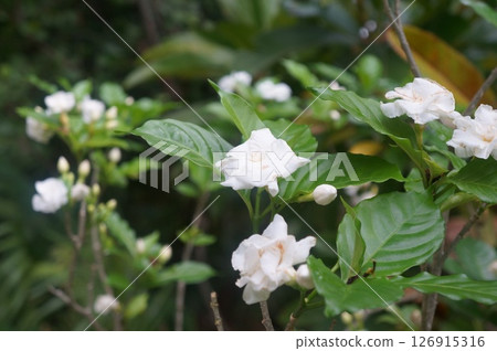 White flowers blooming in nature during spring and summer 126915316