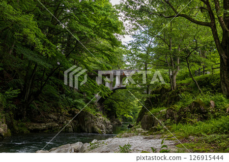 Fresh greenery at Meganebashi Suien Park in Hayama 126915444