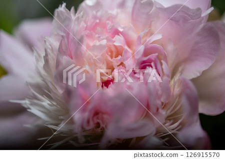 Close up of the centre of a pink peony . High quality photo Close up of the centre of a pink peony . High quality photo 126915570