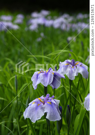 雨的虹膜 126915671