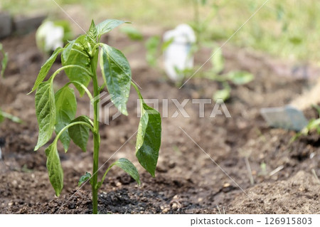 家庭花園裡新種植的黃瓜幼苗 126915803