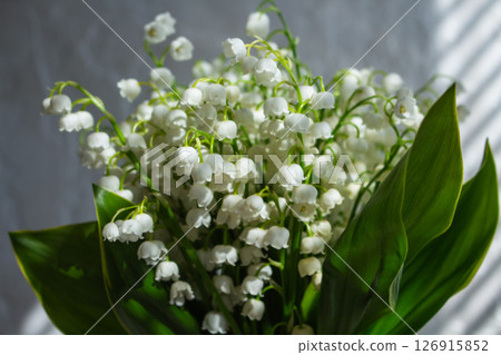 Close-up bouquet of lilies of the valley in sunlight 126915852