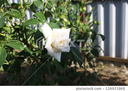 Floribunda white in a flower bed 126915868