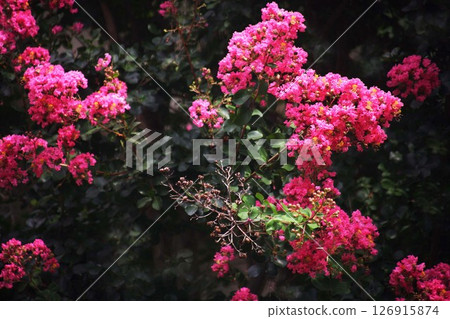 紅色的紫薇花盛開 126915874