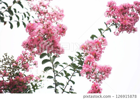 多雲的天空下盛開的粉紅色紫薇 126915878