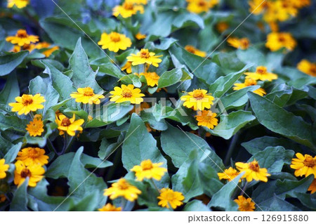 melanpodium 黃花 126915880