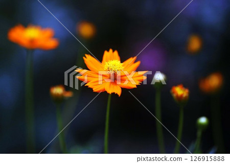 Flowering of Kivanakosmos Flowering of Kivanakosmos 126915888
