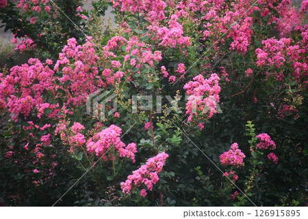 紫薇花開得紅紅的 126915895