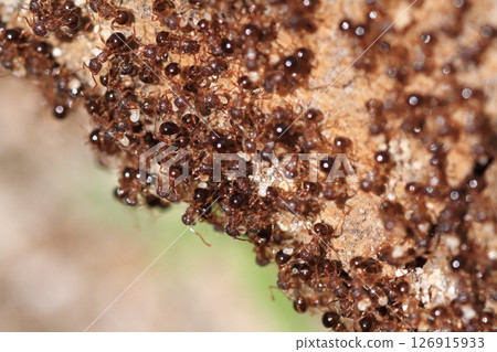 During the rainy season, ants work to breed. 126915933