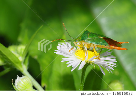 A male stink bug resting on a dandelion flower A male stink bug resting on a dandelion flower 126916082