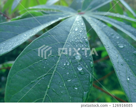 Fresh Cassava Leaf with Morning Dew. Fresh Cassava Leaf with Morning Dew. 126916085