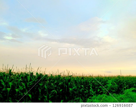 Morning Atmosphere in a Cornfield.  126916087