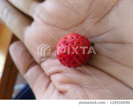 Tiny Fresh Strawberry in Palm.  126916090
