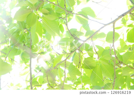 Refreshing fresh green 126916219
