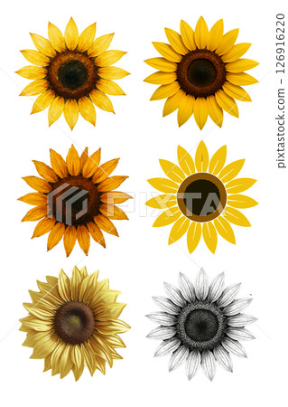 Material_Sunflower 6 types set 126916220