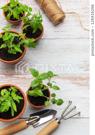 Seedlings growing in terracotta pots with gardening tools on rustic white wood table Seedlings growing in terracotta pots with gardening tools on rustic white wood table 126916266