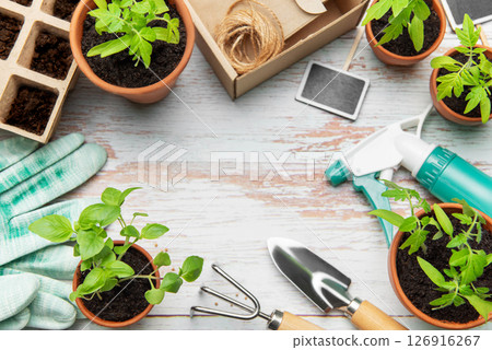 Gardening tools, terracotta pots, seedlings and peat pots forming a frame on a wooden surface 126916267