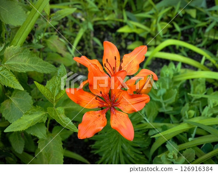 Orange Tiger Lily Flower in Bloom. orange tiger lily Orange Tiger Lily Flower in Bloom. orange tiger lily 126916384