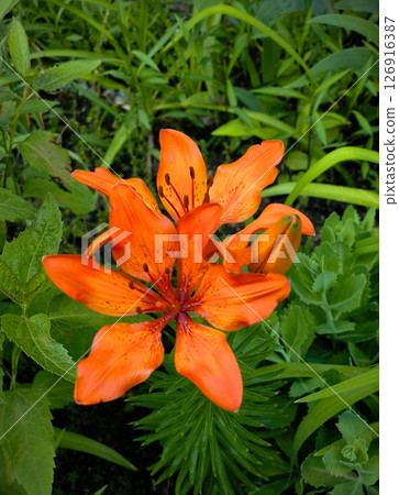 Orange Tiger Lily Flower in Bloom. orange tiger lily. vertical 126916387