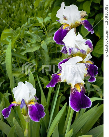 Vibrant purple irises blooming in a summer garden with green natural background. purple irises in bloom in the garden 126916388