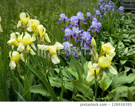 Vibrant yellow irises blooming in a summer garden with green natural background. purple and yellow irises in bloom in the garden 126916393
