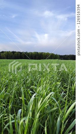 green field and blue sky, rural agricultural landscape. beautiful green meadow. Vertical green field and blue sky, rural agricultural landscape. beautiful green meadow. Vertical 126916394