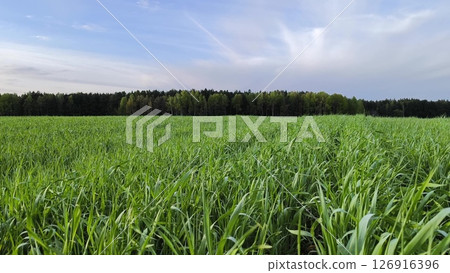 green field and blue sky, rural agricultural landscape. beautiful green meadow. 126916396