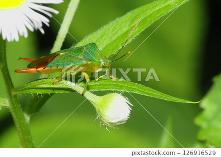 A male stink bug resting on a dandelion flower A male stink bug resting on a dandelion flower 126916529