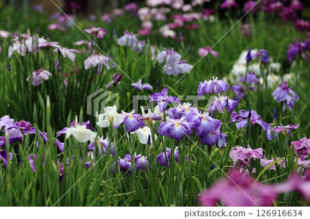 Horikiri Iris Garden: Best time to see the irises Horikiri Iris Garden: Best time to see the irises 126916634