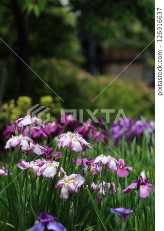 堀切菖蒲園：觀賞菖蒲的最佳時間 126916637