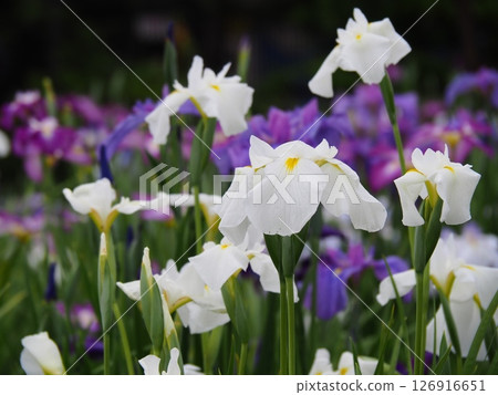 堀切菖蒲園:觀賞菖蒲的最佳時間 堀切菖蒲園:觀賞菖蒲的最佳時間 126916651
