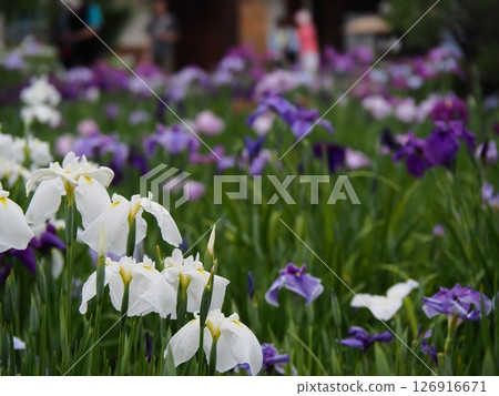 堀切菖蒲園：觀賞菖蒲的最佳時間 126916671