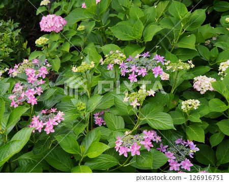 Hydrangeas blooming at Horikiri Iris Garden Hydrangeas blooming at Horikiri Iris Garden 126916751
