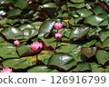 蓮花已經開始綻放 126916799