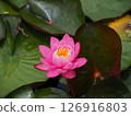 蓮花已經開始綻放 126916803