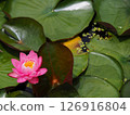 蓮花已經開始綻放 126916804
