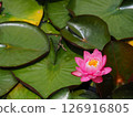 蓮花已經開始綻放 126916805