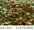 蓮花已經開始綻放 126916806